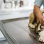 animal medical centre