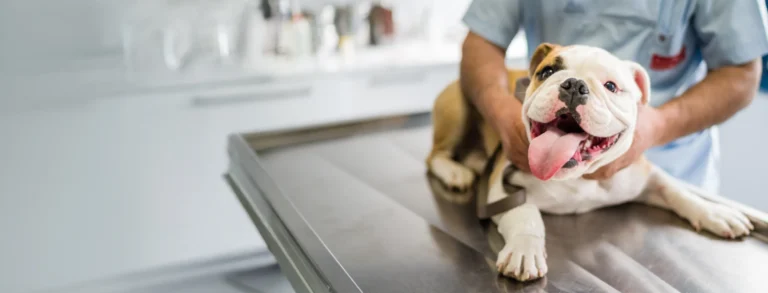 animal medical centre