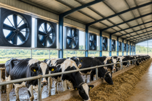 Powerful High-Power Dairy Farm Fans Dairy ventilation fans Farm cooling fans Dairy airflow system