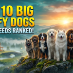 Big Fluffy Dog Breeds: 10 Stunning Giant Picks