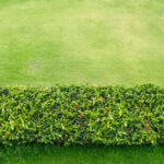 Hedge Remova