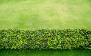Hedge Remova