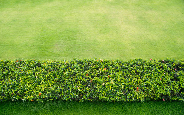 Hedge Remova