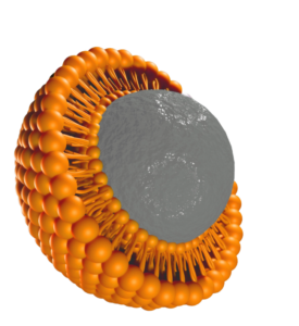3D illustration of a liposomal vesicle showing an orange phospholipid bilayer surrounding a gray active core for advanced nutrient delivery