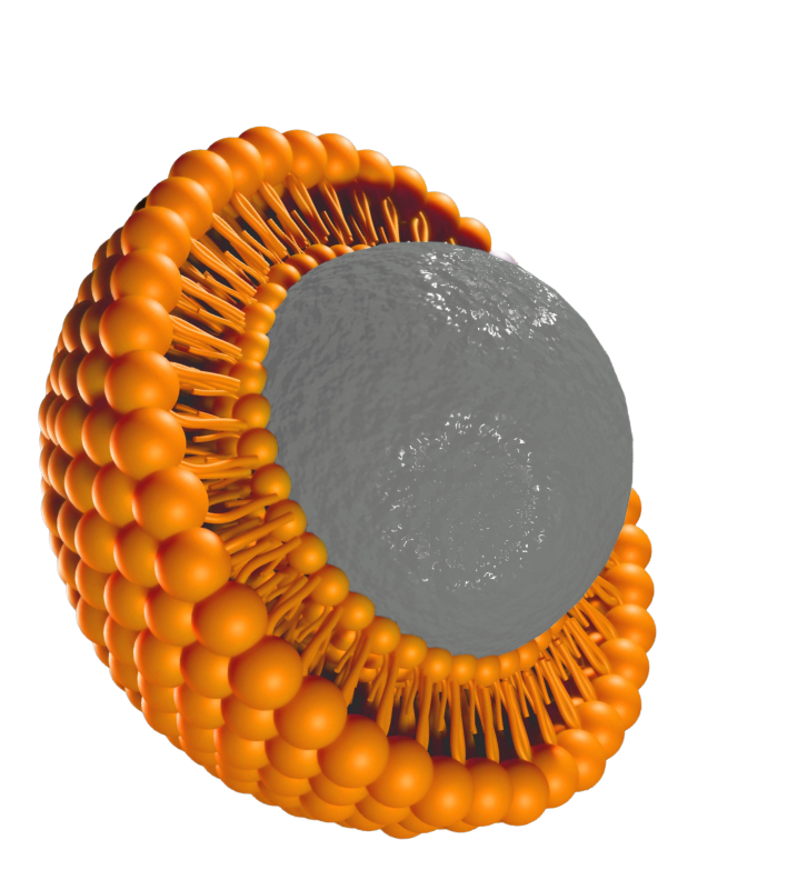 3D illustration of a liposomal vesicle showing an orange phospholipid bilayer surrounding a gray active core for advanced nutrient delivery