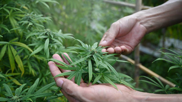 recreational marijuana dispensary shop