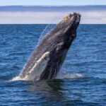 Whale Watching Gloucester MA
