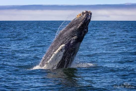 Whale Watching Gloucester MA