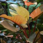 Tissue Culture Plants