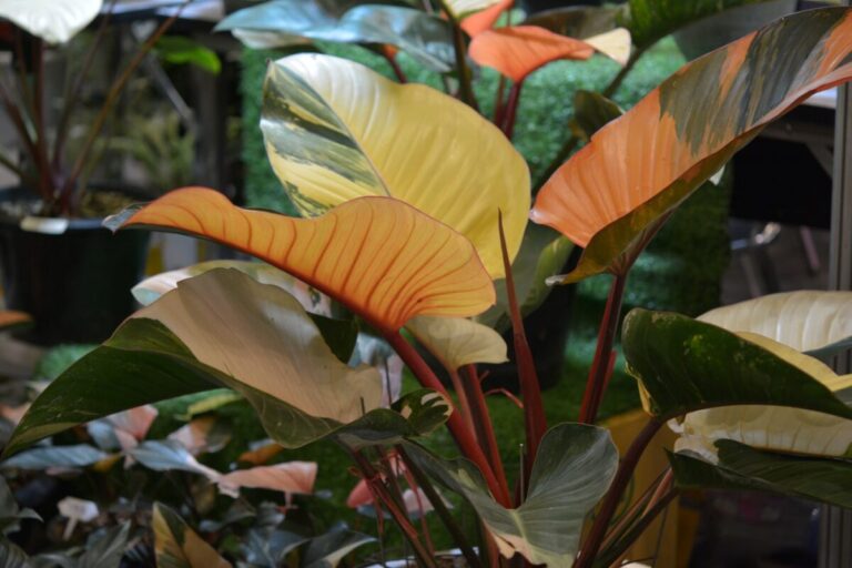 Tissue Culture Plants