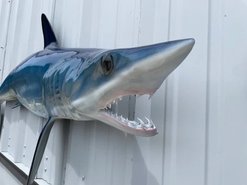 imageye___-_imgi_12_mako-shark-82-hm-mouthview__99707.1757438823
