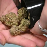weed delivery services