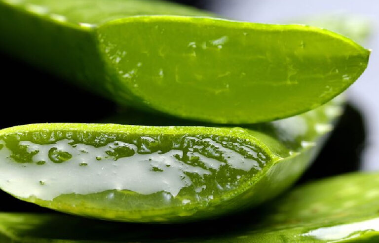 Aloe Vera Extract Manufacturers