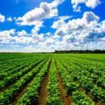Lifestyle Advantages Offered by Solano Grand