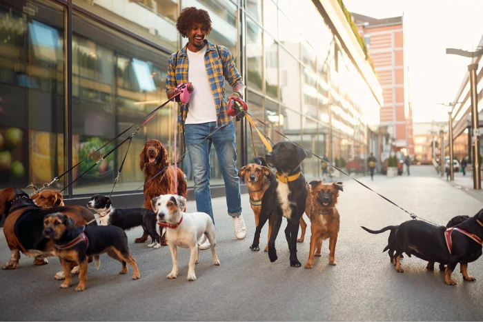 Dog Walkers
