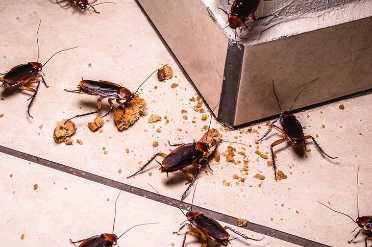 Cockroaches Fumigation