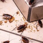 Cockroaches Control