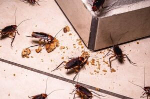 Cockroaches Control