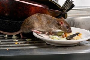 Rodent Control In Karachi