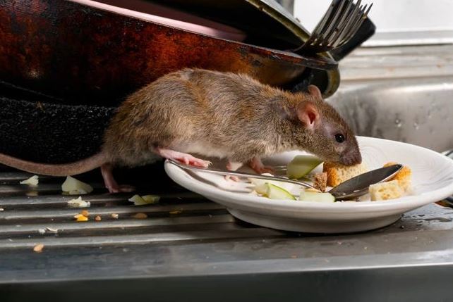 Rodent Control In Karachi
