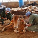 Gaushala for cow care and rescue in Haryana