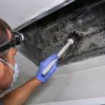 mold