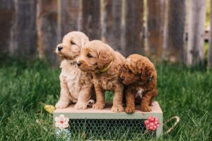 Mini goldendoodle puppies for sale in oklahoma