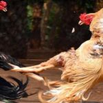 Gullybet cockfighting game