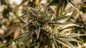 Compare Cannabis Flower Options Before Making Your Choice