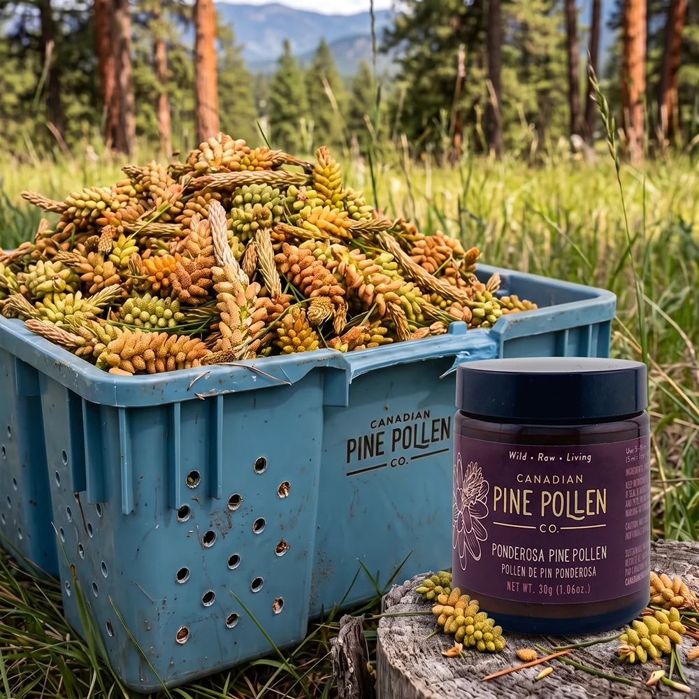 Wild-harvested pine pollen